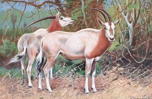 Antylopa sobolowa, ilustracja z Przyrody świata, ok. 1910 r. autorstwa Wilhelm Kuhnert