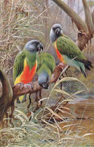 Senegal Parrot, ilustracja z Przyrody świata, ok. 1910 r. autorstwa Wilhelm Kuhnert
