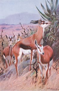 Springbok, ilustracja z Przyrody świata, ok. 1910 autorstwa Wilhelm Kuhnert