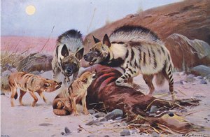 Hiena pręgowana i Szakal, z książki Wildlife of the World wydanej przez Frederick Warne & Co, ok. 1900