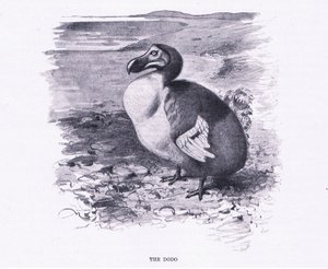 Dodo, ilustracja z Przyrody świata, ok. 1910 autorstwa Wilhelm Kuhnert