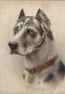 Głowa dobermana (olej na płótnie) autorstwa Wilhelm Schwar