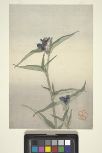Studium kwiatowe, ok. 1908 r. (drzeworyt kolorowy) autorstwa Wilhelmina Seegmiller
