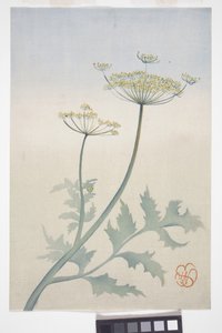 Koronka królowej Anny, ok. 1908 r. (kolorowy drzeworyt) autorstwa Wilhelmina Seegmiller