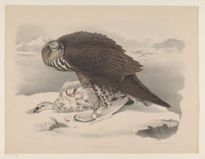 Sokół z pardwą Le gerfaut sors (tytuł na obiekcie) autorstwa Willem Bastiaan van Wouw