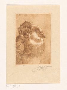 Badanie gołębia autorstwa Willem Hendrik Bik (signed by artist)