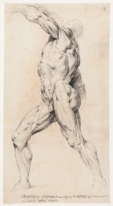 Studium anatomiczne (przekrój)