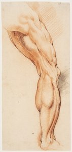Studium anatomiczne (écorché). Obdarta ze skóry prawa noga mężczyzny widziana z tyłu, zwrócona w prawo autorstwa Willem Panneels