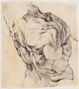 Studium anatomiczne (écorché). Tułów obdartego ze skóry mężczyzny widziany z tylnej połowy zwrócony w prawo autorstwa Willem Panneels