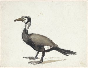 Kormoran