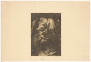 Pies Phoebus autorstwa Willem Arnoldus Witsen
