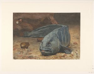Wilczyca na dnie akwarium autorstwa Willem Arnoldus Witsen
