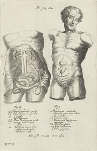 Badanie anatomiczne dwóch kadłubów autorstwa Willem ten Rhijne