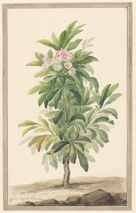 Smalbladige lepelboom w krajobrazie (Kalmia Angustifolia)