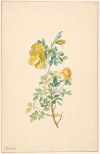 Gałąź żółtej róży (Rosa Lutea)