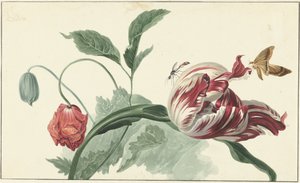 Tulipan i mak