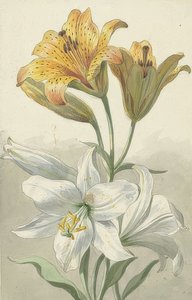 Żółte i białe lilie. Około 1780 r.