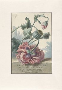 maki Druk tytułowy dla: W. van Leena i J.C. & TAK. Coebergh, Trawione kwiaty, 1804