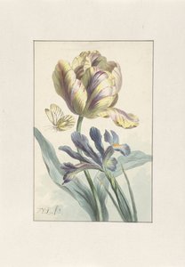 Tulipan i Irys