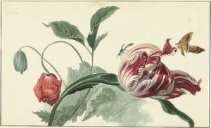 Tulipan i mak