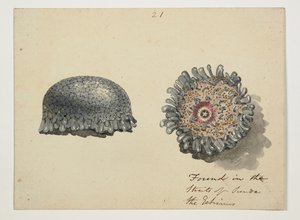 WD 961 f.21 autorstwa William Alexander