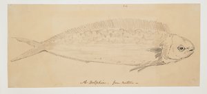 WD 961 f.24 autorstwa William Alexander