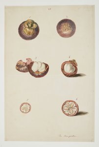 WD 961 f.25 autorstwa William Alexander