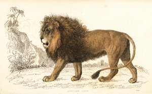Lew afrykański, Panthera leo. Wrażliwy. ,1834 (grawerowanie)