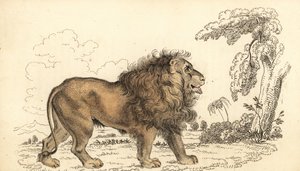 Lew azjatycki, zagrożony wyginięciem, Panthera leo leo. ,1834 (grawerowanie)