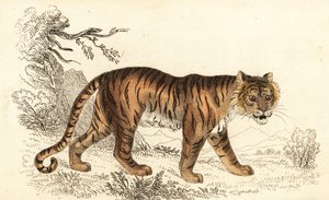 Tygrys bengalski, Panthera tigris tigris.,1834 (rycina)