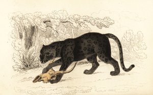 Czarny jaguar, Fanthera pardus.,1834 (grawerowanie)