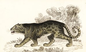 Pantera mglista, Neofelis nebulosa.,1834 (rycina)