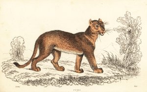 Puma, Puma concolor., 1834 (grawerowanie)