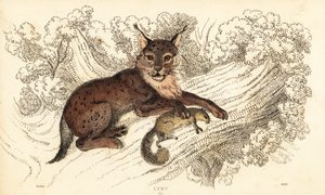 Ryś euroazjatycki, Lynx lynx.,1834 (grafika)