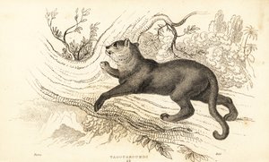 Jaguarandi, puma szanuje., 1834 (Ngaraving) autorstwa William Alexander Forbes