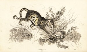 Margay, Leopardus wiedii.,1834 (rycina) autorstwa William Alexander Forbes