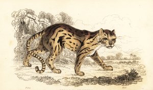 Margaj, dowiedział się Leopard. ,1834 (grawerowanie)