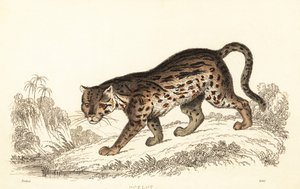 Ocelot, Leopardus pardalis.,1834 (grafika)