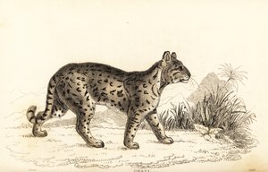 Ocelot, łagodny lampart. , 1834 (grawerowanie)