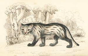 Kot pampasowy lub pantanal, Leopardus colocola. ,1834 (grawerowanie)