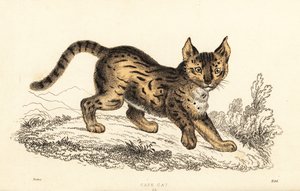 Serwal, Leptailurus serval.,1834 (grawerowanie)