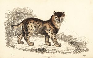 Ryś syberyjski, Lynx lynx wrangeli (Felis lynx).,1834 (grawerowanie)