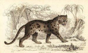 Sunda leopard, Prionailurus bengalensis subsp. sumatran. ,1834 (grawerowanie)
