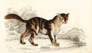 Dziki szylkretowy kot z Ameryki Południowej, Felis catus. ,1834 (grawerowanie)