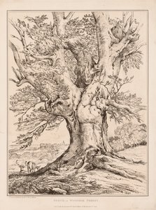 Buk w lesie Windsor, 1805. autorstwa William Alfred Delamotte