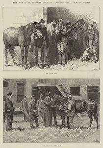 The Royal Veterinary College and Hospital, Camden Town