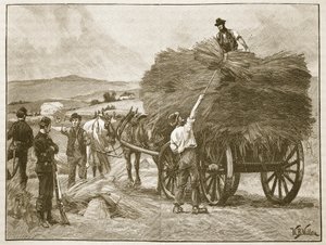 Uratowanie plonów kapitana Boycotta, ilustracja z "Cassell