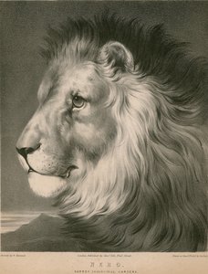 Lew Nero, Surrey Zoological Gardens, Londyn