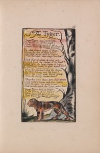 Pieśni o niewinności i doświadczeniu, płyta 36, Tygrys (Bentley 42) autorstwa William Blake