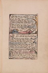 Pieśni o niewinności i doświadczeniu, płyta 53, Moje śliczne różane drzewo, Ach! Słonecznik, Lilly autorstwa William Blake